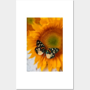 Iridescent Butterfly On Sunflower Posters and Art